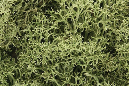 Woodland Scenics L161 Lichen Bag - Spring Green